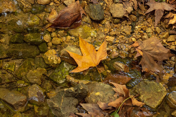 leaf forest in a fall