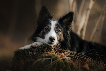 Pies border collie kładzie głowę na pieniu drzewa © oliviacy