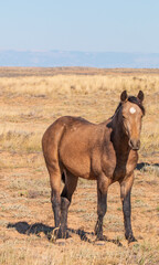 Wild Horse in Autumn in the Wyoming Desert