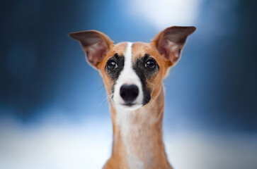 Whippet w zimowej krainie w lesie