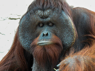 Captive male orangutan up close in Tampa, Florida © Lisa