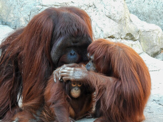 Captive  orangutan family in Tampa, Florida