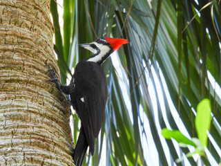 Pileated woodpecker hunting for bugs on a palm tree