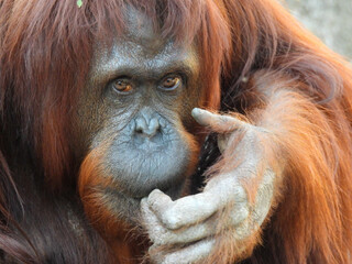 A young captive orangutan in Tampa, Florida