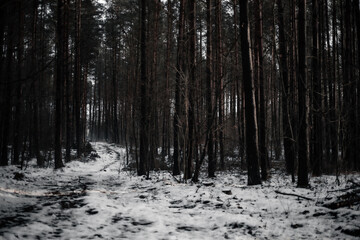 Ciemny las zimą w śniegu