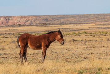 Wild Horse in Autumn in the Wyoming Desert