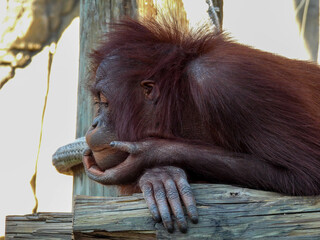 A young captive orangutan in Tampa, Florida