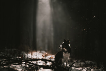 Pies border collie w ciemnym lesie w czasie zimy