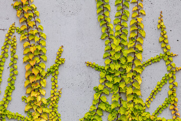 White concrete wall half covered with Parthenocyss tricuspidate Veitchii or Boston ivy, grape ivy, Japanese creeper leaves. Hedera helix, English or European ivy. Plastered wall with decorative grapes
