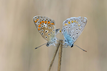 Hauhechel-Bläulingshochzeit