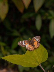 butterfly on a flower