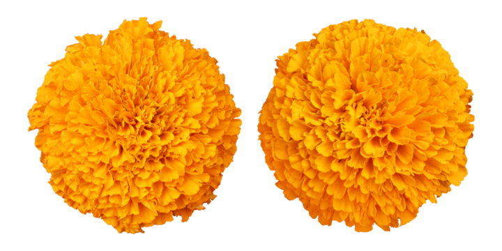 Orange marigold flower isolated on transparent background	