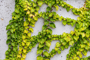 White concrete wall half covered with Parthenocyss tricuspidate Veitchii or Boston ivy, grape ivy,...