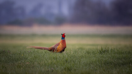 Male European Common Pheasant, Phasianus colchicus