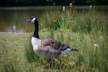 Canada goose by a lake. Side portrait of Canadian Goose water bird in spring 