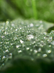 A lot of water drops in extreme close-up, on a light green plant part.