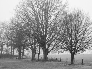 Naklejka premium Grayscale shot of