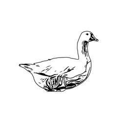 Sketch a black and white picture of a duck with a transparent background for learning to color