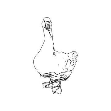 Sketch a black and white picture of a duck with a transparent background for learning to color