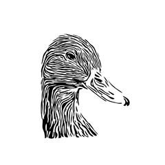 Sketch a black and white picture of a duck with a transparent background for learning to color