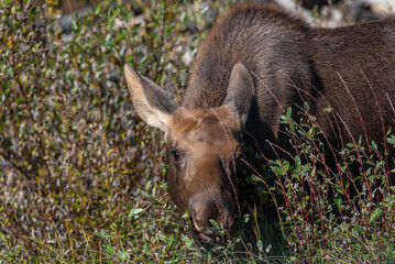 Wild young moose calf seen along the Alaska Highway during late summer, fall season. 