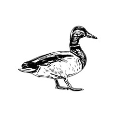 Sketch a black and white picture of a duck with a transparent background for learning to color