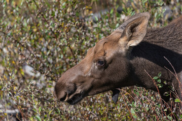 Wild young moose calf seen along the Alaska Highway during late summer, fall season. 