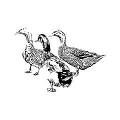 Fototapeta na wymiar Sketch a black and white picture of a duck with a transparent background for learning to color