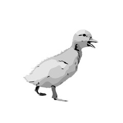 Sketch a black and white picture of a duck with a transparent background for learning to color