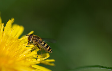 a small hover fly striped brown and yellow perches on a dandelion flower. You can clearly see the compound eyes. The background is green with space for text