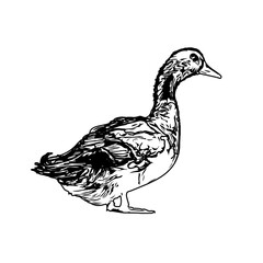 Sketch a black and white picture of a duck with a transparent background for learning to color