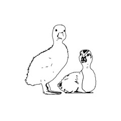 Sketch a black and white picture of a duck with a transparent background for learning to color