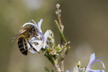 Abeja recolectando Polen de Romero  - obrazy, fototapety, plakaty