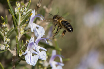 Abeja recolectando Polen de Romero 