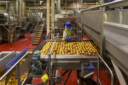 Plant worker rejects grenn potatoes from central centrifuge.