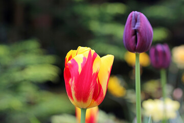 Fototapeta premium Tulips flowering in Spring 