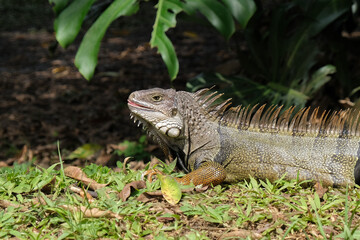Close up iguana on the grass tongue outside. Selective focus.
