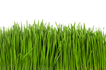 Wet wheat grass with droplets  on the stalks 