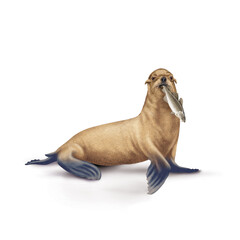 otarie, phoque, frigide, dans la bouche, morue, mangeant, neige, amour, poisson, pêcher, montrant, faune, illustration, arctique, hiver, blanc, glace, animal, nature © behzadillustrations