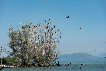 birds on the beach