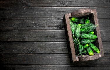 Fresh cucumbers in the box.