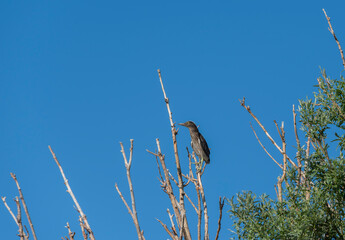 bird on a tree