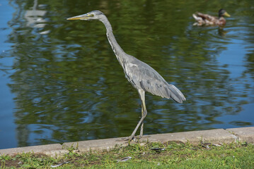 great blue heron