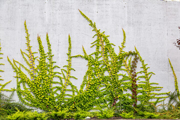 White concrete wall half covered with Parthenocyss tricuspidate Veitchii or Boston ivy, grape ivy,...