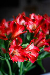 Fototapeta premium red hibiscus flower on black 