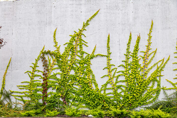 White concrete wall half covered with Parthenocyss tricuspidate Veitchii or Boston ivy, grape ivy,...