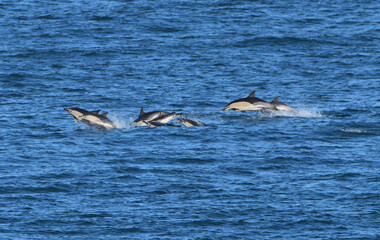 Fototapeta premium Groupe de Dauphins sur la côte en Bretagne