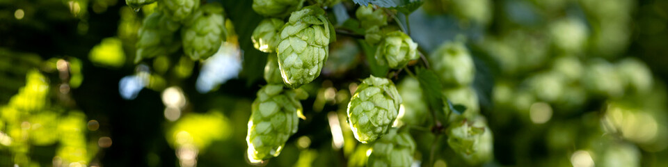 Banner 4x1 leaves, green hop cones on branches