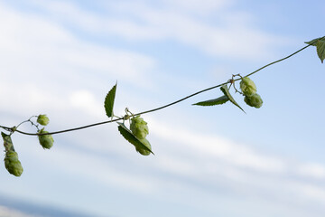 A branch of green hops with leaves and cones against a blue sky with clouds