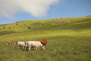 Plateau in northern Turkey. Cows grazing on the plateau.Dumanli Plateau Tokat Almus Turkey